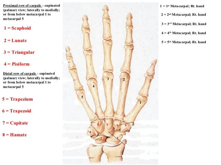 Carpal bones