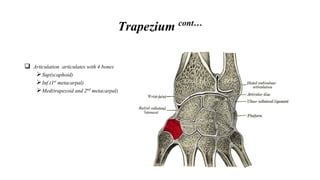 Trapezium cont…
 Articulation :articulates with 4 bones
Sup(scaphoid)
Inf (1st metacarpal)
Med(trapezoid and 2nd metacarpal)
 