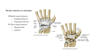 The four eminence on volar plane
Radial carpal eminence
 Scaphoid tubercle
 Trapezium tubercle
Ulnar carpal eminence
 Hamate hook
 pisiform
 