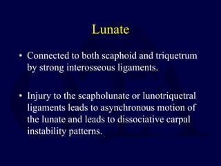 Lunate
• Connected to both scaphoid and triquetrum
by strong interosseous ligaments.
• Injury to the scapholunate or lunotriquetral
ligaments leads to asynchronous motion of
the lunate and leads to dissociative carpal
instability patterns.
 