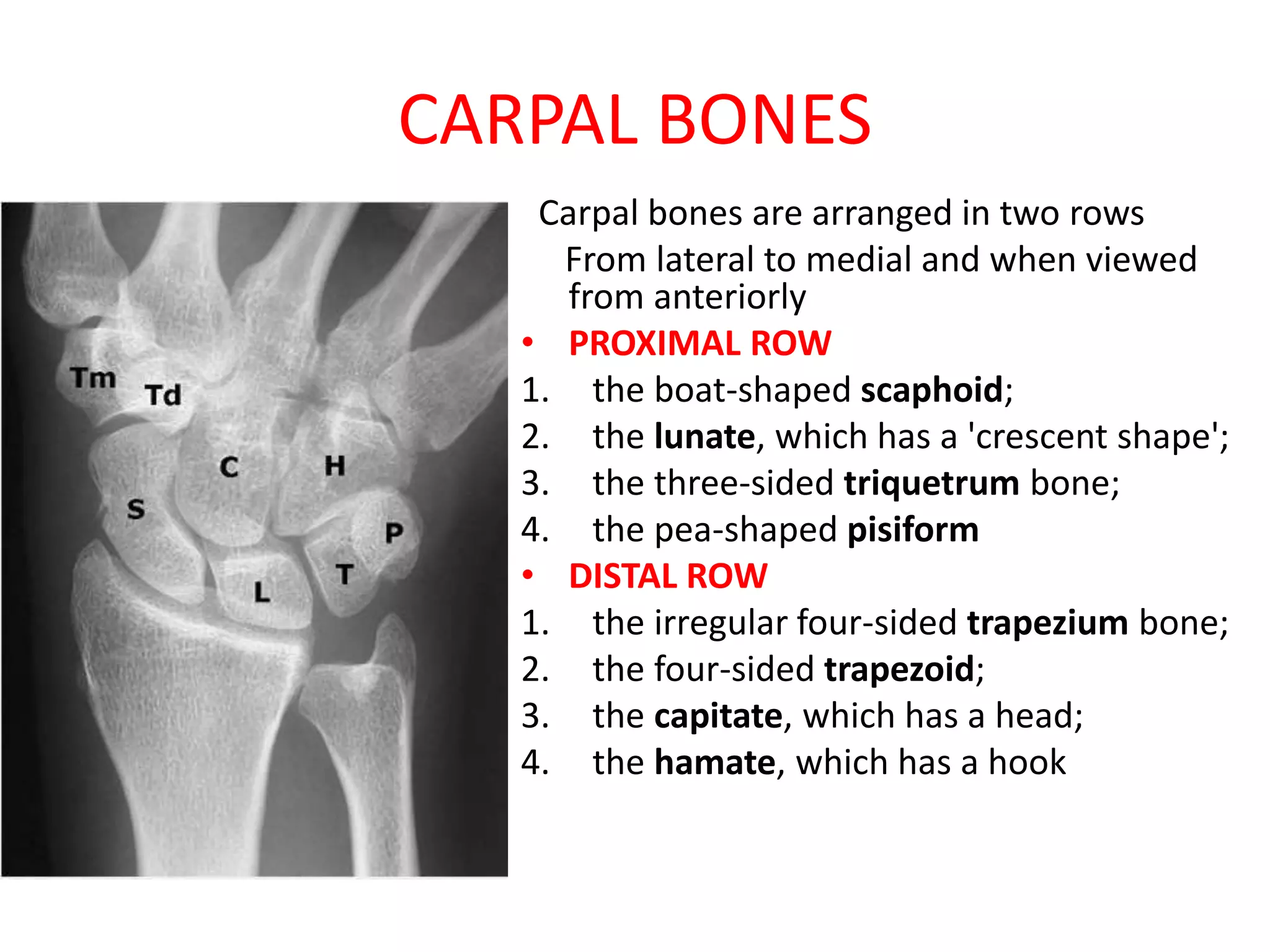 CARPAL BONES
Carpal bones are arranged in two rows
From lateral to medial and when viewed
from anteriorly
• PROXIMAL ROW
1. the boat-shaped scaphoid;
2. the lunate, which has a 'crescent shape';
3. the three-sided triquetrum bone;
4. the pea-shaped pisiform
• DISTAL ROW
1. the irregular four-sided trapezium bone;
2. the four-sided trapezoid;
3. the capitate, which has a head;
4. the hamate, which has a hook
 