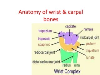 Anatomy of wrist & carpal
bones
 
