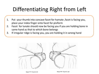 Differentiating Right from Left
1. Put your thumb into concave facet for hamate ,facet is facing you,
place your index finger onto facet for pisiform
2. Facet for lunate should now be facing you if you are holding bone in
same hand as that to which bone belongs
3. If irregular ridge is facing you, you are holding it in wrong hand
 