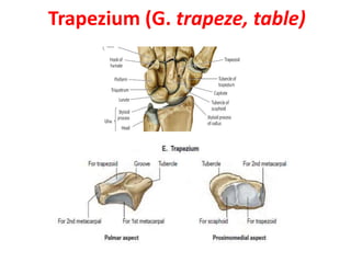 Trapezium (G. trapeze, table)
 