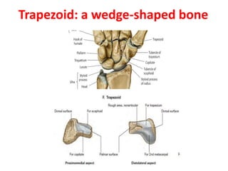 Trapezoid: a wedge-shaped bone
 