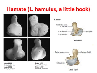 Hamate (L. hamulus, a little hook)
 