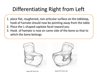Differentiating Right from Left
1. place flat, roughened, non-articular surface on the tabletop,
hook of hamate should now be pointing away from the table
2. Place the L-shaped capitate facet toward you
3. Hook of hamate is now on same side of the bone as that to
which the bone belongs
 