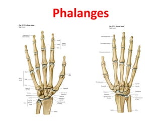 Phalanges
 
