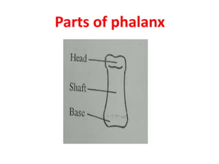 Parts of phalanx
 