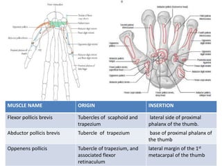 MUSCLE NAME ORIGIN INSERTION
Flexor pollicis brevis Tubercles of scaphoid and
trapezium
lateral side of proximal
phalanx of the thumb.
Abductor pollicis brevis Tubercle of trapezium base of proximal phalanx of
the thumb
Oppenens pollicis Tubercle of trapezium, and
associated flexor
retinaculum
lateral margin of the 1st
metacarpal of the thumb
 