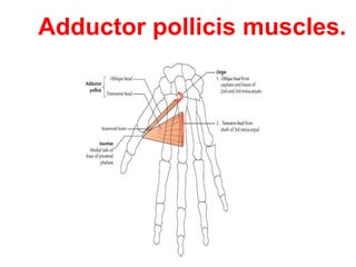 Adductor pollicis muscles.
 
