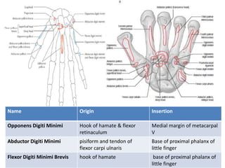 Name Origin Insertion
Opponens Digiti Minimi Hook of hamate & flexor
retinaculum
Medial margin of metacarpal
V
Abductor Digiti Minimi pisiform and tendon of
flexor carpi ulnaris
Base of proximal phalanx of
little finger
Flexor Digiti Minimi Brevis hook of hamate base of proximal phalanx of
little finger
 