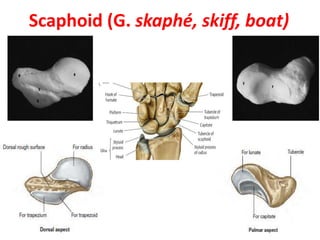 Scaphoid (G. skaphé, skiff, boat)
 