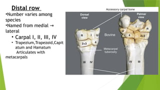 Comparative Anatomy of Carpal Bones in Domestic Animals: Structure and ...