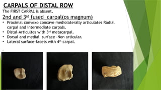 Comparative Anatomy of Carpal Bones in Domestic Animals: Structure and ...