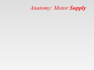 Anatomy: Motor Supply
 