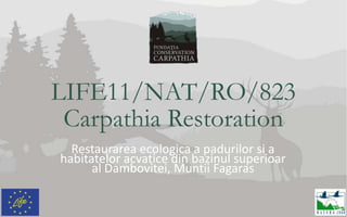 LIFE11/NAT/RO/823
Carpathia Restoration
Restaurarea ecologica a padurilor si a
habitatelor acvatice din bazinul superioar
al Dambovitei, Muntii Fagaras

 