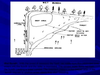 Wet Bundh : With the onset of monsoon the fresh rain water from the catchment area
enters into the bundh and the latter is inundated. The excess water flows out from
the bundh creating a water current. The breeders present in the deeper area of the
 bundh migrate to shallow areas where they start breeding.
 