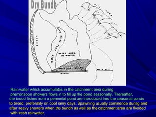 Rain water which accumulates in the catchment area during
 premonsoon showers flows in to fill up the pond seasonally. Thereafter,
the brood fishes from a perennial pond are introduced into the seasonal ponds
to breed, preferably on cool rainy days. Spawning usually commence during and
after heavy showers when the bundh as well as the catchment area are flooded
 with fresh rainwater.
 
