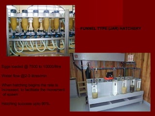 FUNNEL TYPE (JAR) HATCHERY




Eggs loaded @ 7500 to 10000/litre

Water flow @2-3 litres/min

When hatching begins the rate is
Increased, to facilitate the movement
 of spawn

Hatching success upto 90%.
 