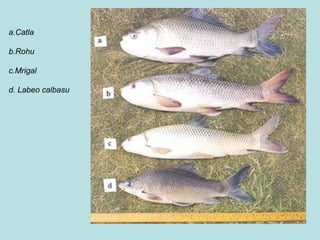 a.Catla

b.Rohu

c.Mrigal

d. Labeo calbasu
 