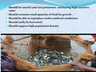  Should be tasteful and non poisonous and having high nutritive
value
 Should consume small quantity of food for growth .
 Should be able to reproduce under confined conditions.
 Should easily be harvested .
 Should support high population density
 
