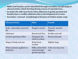  Males and females can be identified through secondary morphological
characteristics which develop during season of reproduction . .
 In males the milt runs freely when abdomen is gently pressed and
females have a swollen abdomen due to development of ovaries .
 Secondary external morphological features of Indian major carps
Characteristics Male Female
Scale , operculum, pectoral
fin
Rough to touch Pectoral smooth
slippery
Abdomen Round and firm Swollen and soft
Genital opening swollen Elongated slit,
white in colour
Round and pink
Shape of body and size Body linear ,
swollen
Slightly large
When pressure applied on
abdomen
Milky white fluid
oozes through
genital opening
A few ova may ooze
out.
 