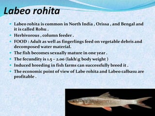 Labeo rohita
 Labeo rohita is common in North India , Orissa , and Bengal and
it is called Rohu .
 Herbivorous , column feeder .
 FOOD : Adult as well as fingerlings feed on vegetable debris and
decomposed water material.
 The fish becomes sexually mature in one year .
 The fecundity is 1.5 – 2.00 (lakhg body weight )
 Induced breeding in fish farms can successfully breed it .
 The economic point of view of Labe rohita and Labeo calbasu are
profitable .
 