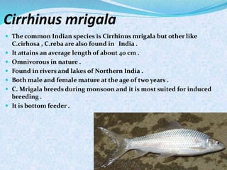 Cirrhinus mrigala
 The common Indian species is Cirrhinus mrigala but other like
C.cirhosa , C.reba are also found in India .
 It attains an average length of about 40 cm .
 Omnivorous in nature .
 Found in rivers and lakes of Northern India .
 Both male and female mature at the age of two years .
 C. Mrigala breeds during monsoon and it is most suited for induced
breeding .
 It is bottom feeder .
 