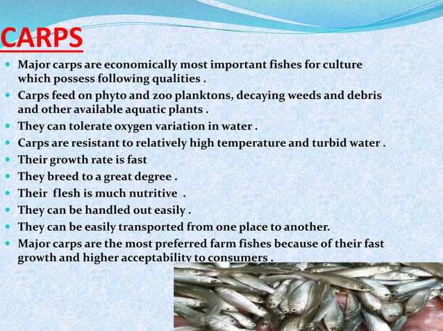 CARP CULTURE 2.pptx
