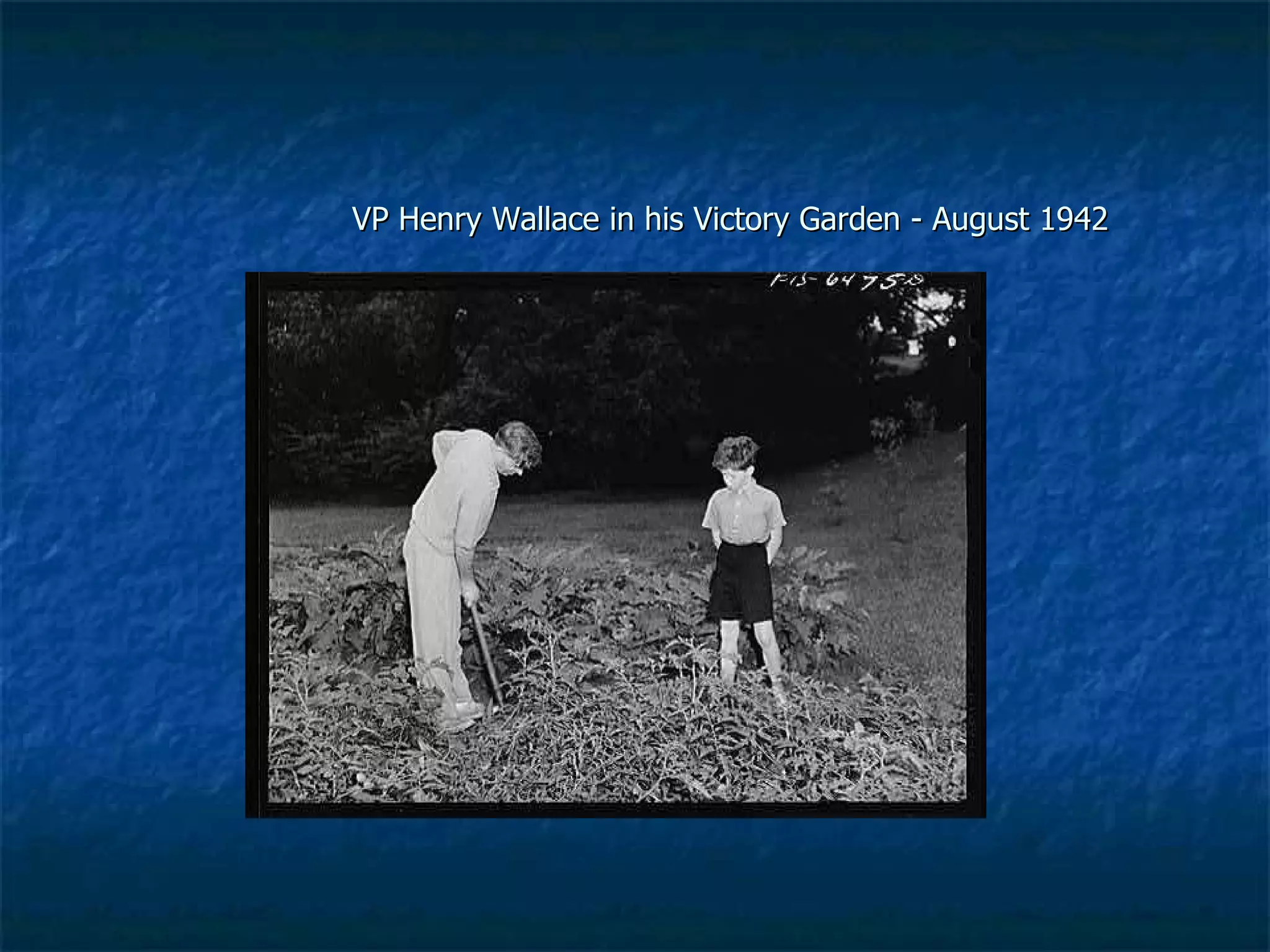 VP Henry Wallace in his Victory Garden - August 1942 