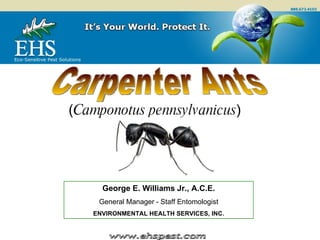 © www.ehspest.com Carpenter Ants ( Camponotus pennsylvanicus )   George E. Williams Jr., A.C.E. General Manager - Staff Entomologist ENVIRONMENTAL HEALTH SERVICES, INC. 