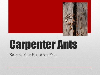 Carpenter Ants
Keeping Your House Ant Free
 