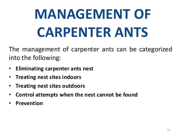 How do carpenter ants get inside a house?