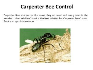 Carpenter Bee Control
Carpenter Bees disaster for the home, they eat wood and doing holes in the
wooden. Urban wildlife Control is the best solution for Carpenter Bee Control.
Book your appointment now.
 