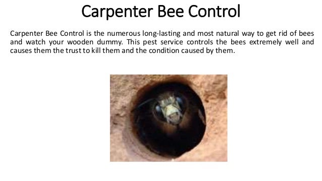 Carpenter Bee Control
Carpenter Bee Control is the numerous long-lasting and most natural way to get rid of bees
and watch your wooden dummy. This pest service controls the bees extremely well and
causes them the trust to kill them and the condition caused by them.
 