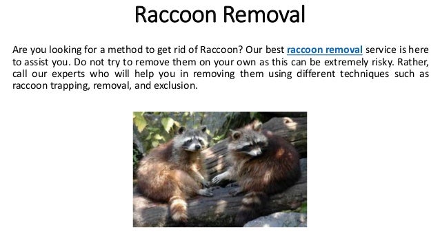 Raccoon Removal
Are you looking for a method to get rid of Raccoon? Our best raccoon removal service is here
to assist you. Do not try to remove them on your own as this can be extremely risky. Rather,
call our experts who will help you in removing them using different techniques such as
raccoon trapping, removal, and exclusion.
 