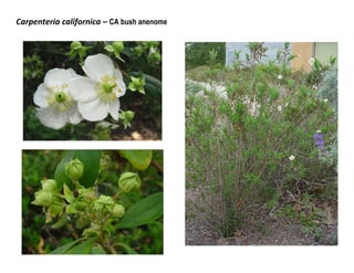 Carpenteria californica – CA bush anenome

 