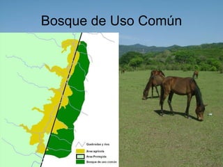 Bosque de Uso Común