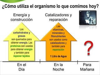 ¿Cómo utiliza el organismo lo que comimos hoy?
     Energía y             Catalizadores y
    construcción             reparación
                                     Las
              Los                vitaminas,
      carbohidratos y            minerales y
            grasas             fitonutrientes
     son quemados para       son usados como
    obtener energía. Las      catalizadores y
    proteínas son usadas        también para
    para obtener energía         reparación
        y también para
       reponer tejidos       1 Litro de Agua


          En el                En la             Para
           Día                 Noche            Mañana
 