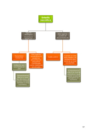 97
Enteritis
necrótica
Agente
etiológico
Clostridium
Septicum
Transmision
horizontal
Indirecto: por
una herida en
piel
Generalmente
afecta a todo
tipo de aves y al
humano tambien
, tambien a otros
mamiferos.
Este agente
usualmente lo
podemos
encontrar en
pequeñas
cantidades
como habitante
en el suelo
Este agente
puede ser
encontrado en
Suelo, polvo
cuando un ave
esta herida y el
ambiente esta
sucio es un ave
susceptible
la importancia
radica en que es
zoonotica y que
puede ocasionar
gangrena en
humanos.
 