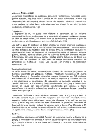 100
Lesiones Microscópicas:
Los cambios microscópicos se caracterizan por edema y enfisema con numerosos bacilos
grandes basófilos, pequeños cocos o ambos, en los tejidos subcutáneos. A veces hay
congestión grave, hemorragias y necrosis de músculos esqueléticos internos. Si se afecta el
hígado, contiene pequeñas áreas y discretas esparcidas al azar, de necrosis coagulativa
con bacterias en las lesiones. (1,3)
Diagnóstico:
El diagnóstico de DG se puede hacer mediante la observación de las lesiones
macroscópicas típicas y microscópicas, y aislamiento del patógeno o patógenos causales.
En casos de campo de DG, se pueden aislar los estafilococos y clostridios a partir de
exudados de piel y tejido subcutáneo o de musculo bajo la piel. (1,3)
Los cultivos para C. septicum se deben efectuar de manera anaerobia en placas de
agar sangre que contenga agar a 2.5%, el cual reducirá la capacidad de C. septicum sobre la
superficie de la placa. La incubación es de 1 a 2 días a 37 °C. La identificación positiva de los
microorganismos logra por inoculación de medios diferenciales. C. septicum fermenta
glucosa, maltosa, lactosa y salicina, pero no sucrosa o manitol. Los principales productos
de fermentación son ácido acetico y butírico. Hidroliza gelatina, la leche no se digiere y no
produce indol. El crecimiento en agar yema de huevo demuestra ausencia de
generación de lecitinasa lipasa. Las esporas son ovales y de localización
subterminal. (1,3)
Diagnóstico diferencial:
Se deben diferenciar ciertas manifestaciones cutáneas de dermatitis gangrenosa. La
dermatitis ocasionada por patágenos nicóticos, Rhodotorula mucilaginosa, R. glutins,
Candida albicans y Aspergillus fumigatus pueden distinguirse de DG mediante
demostración de los elementos micóticos en frotis por impresión o secciones tisulares
y por aislamiento e identificación del patógeno. La dermatitis ulcerativa o por
contacto, dermatitis de pollos de engorda (quemaduras de la pechuga) y pododermatitis
plantar en pavos son padecimientos caracterizados por erosiones y ulceras
acompañadas por cambios inflamatorios agudos en la pechuga, tarsos y superficie
plantar de las patas. (1,3)
La dermatitis costrosa de la cadera es un síndrome en pollos de engorda que, como la
dermatitis por contacto, es una dermatitis inespecífica con ulceración e infección bacteriana
secundaria. Las lesiones se originan como un rasguño alrededor de las regiones lumbar y
sacra, y están muy vinculadas con altas densidades de población, resultantes de
desprendimiento de plumas y entrada de bacterias hacia la dermis. Para diferenciar a DG
de estos trastornos, se requiere Ia demostración de las deficientes condiciones ambientales,
sobrepoblación o ambas, y carencia de una etiología infecciosa primaria. (1,3)
Control:
Los antibióticos disminuyen mortalidad. También se recomienda mejorar la higiene de la
granja y la inmunidad de los animales. A veces la causa inicial puede ser inmunodepresión y
algún problema traumático por mal diseño de comederos o bebederos, mala calidad de
cama, etc. (1,3)
 