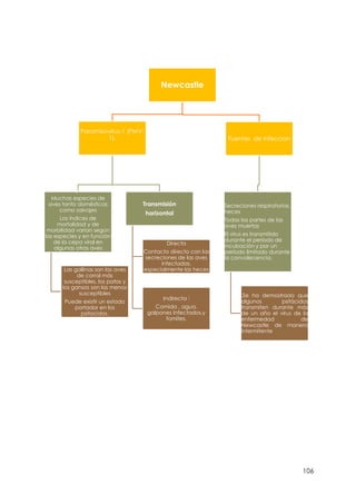 106
Newcastle
Paramixovirus-1 (PMV-
1).
Huéspedes
Muchas especies de
aves tanto domésticas
como salvajes
Los índices de
mortalidad y de
morbilidad varían según
las especies y en función
de la cepa viral en
algunas otras aves
salvajes
Las gallinas son las aves
de corral más
susceptibles, los patos y
los gansos son las menos
susceptibles
Puede existir un estado
portador en los
psitacidos.
Transmisión
horizontal
Directa
Contacto directo con las
secreciones de las aves
infectadas,
especialmente las heces
Indirecta :
Comida , agua,
galpones infectados,y
fomites.
Fuentes de infeccion
Secreciones respiratorias,
heces
Todas las partes de las
aves muertas
El virus es transmitido
durante el período de
incubación y por un
período limitado durante
la convalecencia.
.Se ha demostrado que
algunos psitácidos
transmiten durante más
de un año el virus de la
enfermedad de
Newcastle de manera
intermitente
 