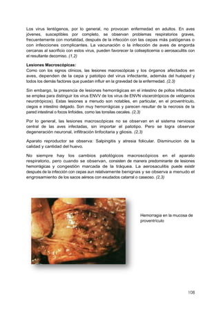 108
Los virus lentógenos, por lo general, no provocan enfermedad en adultos. En aves
jóvenes, susceptibles por completo, se observan problemas respiratorios graves,
frecuentemente con mortalidad, después de la infección con las cepas más patógenas o
con infecciones complicantes. La vacunación o la infección de aves de engorda
cercanas al sacrificio con estos virus, pueden favorecer la colisepticemia o aerosaculitis con
el resultante decomiso. (1,2)
Lesiones Macroscópicas:
Como con los signos clínicos, las lesiones macroscópicas y los órganos afectados en
aves, dependen de la cepa y patotipo del virus infectante, además del huésped y
todos los demás factores que puedan influir en la gravedad de la enfermedad. (2,3)
Sin embargo, la presencia de lesiones hemorrágicas en el intestino de pollos infectados
se emplea para distinguir los virus ENVV de los virus de ENVN viscerotrópicos de velógenos
neurotrópicos). Estas lesiones a menudo son notables, en particular, en el proventrículo,
ciegos e intestino delgado. Son muy hemorrágicas y parecen resultar de la necrosis de la
pared intestinal o focos linfoides, como las tonsilas cecales. (2,3)
Por lo general, las lesiones macroscópicas no se observan en el sistema nerviosos
central de las aves infectadas, sin importar el patotipo. Pero se logra observar
degeneración neuronal, infiltración linfocitaria y gliosis. (2,3)
Aparato reproductor se observa: Salpingitis y atresia folicular. Disminucion de la
calidad y cantidad del huevo.
No siempre hay los cambios patológicos macroscópicos en el aparato
respiratorio, pero cuando se observan, consisten de manera predominante de lesiones
hemorrágicas y congestión marcada de la tráquea. La aerosaculitis puede existir
después de la infección con cepas aun relativamente benignas y se observa a menudo el
engrosamiento de los sacos aéreos con exudados catarral o caseoso. (2,3)
Hemorragia en la mucosa de
proventrículo
 