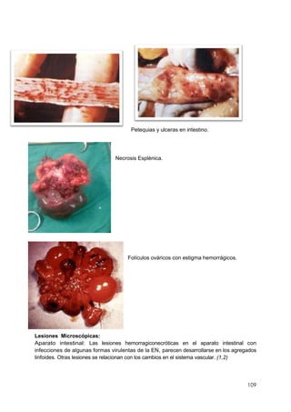 109
Petequias y ulceras en intestino.
Necrosis Esplénica.
Folículos ováricos con estigma hemorrágicos.
Lesiones Microscópicas:
Aparato intestinal: Las lesiones hemorragiconecróticas en el aparato intestinal con
infecciones de algunas formas virulentas de la EN, parecen desarrollarse en los agregados
linfoides. Otras lesiones se relacionan con los cambios en el sistema vascular. (1,2)
 