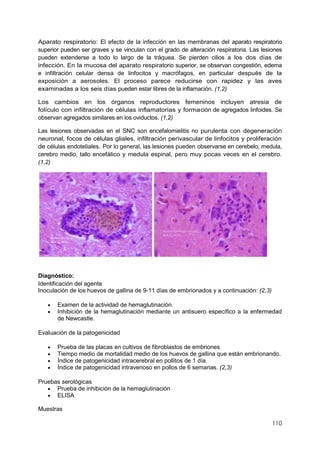 110
Aparato respiratorio: El efecto de la infección en las membranas del aparato respiratorio
superior pueden ser graves y se vinculan con el grado de alteración respiratoria. Las lesiones
pueden extenderse a todo lo largo de la tráquea. Se pierden cilios a los dos días de
infección. En la mucosa del aparato respiratorio superior, se observan congestión, edema
e infiltración celular densa de linfocitos y macrófagos, en particular después de la
exposición a aerosoles. El proceso parece reducirse con rapidez y las aves
examinadas a los seis días pueden estar libres de la inflamación. (1,2)
Los cambios en los órganos reproductores femeninos incluyen atresia de
folículo con infiltración de células inflamatorias y formación de agregados linfoides. Se
observan agregados similares en los oviductos. (1,2)
Las lesiones observadas en el SNC son encefalomielitis no purulenta con degeneración
neuronal, focos de células gliales, infiltración perivascular de linfocitos y proliferación
de células endoteliales. Por lo general, las lesiones pueden observarse en cerebelo, medula,
cerebro medio, tallo encefálico y medula espinal, pero muy pocas veces en el cerebro.
(1,2)
Diagnóstico:
Identificación del agente
Inoculación de los huevos de gallina de 9-11 días de embrionados y a continuación: (2,3)
 Examen de la actividad de hemaglutinación.
 Inhibición de la hemaglutinación mediante un antisuero específico a la enfermedad
de Newcastle.
Evaluación de la patogenicidad
 Prueba de las placas en cultivos de fibroblastos de embriones
 Tiempo medio de mortalidad medio de los huevos de gallina que están embrionando.
 Índice de patogenicidad intracerebral en pollitos de 1 día.
 Índice de patogenicidad intravenoso en pollos de 6 semanas. (2,3)
Pruebas serológicas
 Prueba de inhibición de la hemaglutinación
 ELISA
Muestras
 