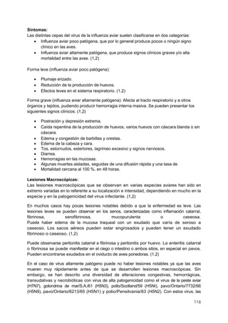 116
Síntomas:
Las distintas cepas del virus de la influenza aviar suelen clasificarse en dos categorías:
 Influenza aviar poco patógena, que por lo general produce pocos o ningún signo
clínico en las aves.
 Influenza aviar altamente patógena, que produce signos clínicos graves y/o alta
mortalidad entre las aves. (1,2)
Forma leve (influenza aviar poco patógena):
 Plumaje erizado.
 Reducción de la producción de huevos.
 Efectos leves en el sistema respiratorio. (1,2)
Forma grave (influenza aviar altamente patógena): Afecta al tracto respiratorio y a otros
órganos y tejidos, pudiendo producir hemorragia interna masiva. Se pueden presentar los
siguientes signos clínicos. (1,2)
 Postración y depresión extrema.
 Caída repentina de la producción de huevos, varios huevos con cáscara blanda o sin
cáscara.
 Edema y congestión de barbillas y crestas.
 Edema de la cabeza y cara.
 Tos, estornudos, estertores, lagrimeo excesivo y signos nerviosos.
 Diarrea.
 Hemorragias en las mucosas.
 Algunas muertes aisladas, seguidas de una difusión rápida y una tasa de
 Mortalidad cercana al 100 %, en 48 horas.
Lesiones Macroscópicas:
Las lesiones macroscópicas que se observan en varias especies aviares han sido en
extremo variadas en lo referente a su localización e intensidad, dependiendo en mucho en la
especie y en la patogenicidad del virus infectante. (1,2)
En muchos casos hay pocas lesiones notables debido a que la enfermedad es leve. Las
lesiones leves se pueden observar en los senos, caracterizadas como inflamación catarral,
fibrinosa, serofibrinosa, mucopurulenta o caseosa.
Puede haber edema de la mucosa traqueal con un exudado que varía de seroso a
caseoso. Los sacos aéreos pueden estar engrosados y pueden tener un exudado
fibrinoso o caseoso. (1,2)
Puede observarse peritonitis catarral a fibrinosa y peritonitis por huevo. La enteritis catarral
o fibrinosa se puede manifestar en el ciego o intestino o ambos sitios, en especial en pavos.
Pueden encontrarse exudados en el oviducto de aves ponedoras. (1,2)
En el caso de virus altamente patógeno puede no haber lesiones notables ya que las aves
mueren muy rápidamente antes de que se desarrollen lesiones macroscópicas. Sin
embargo, se han descrito una diversidad de alteraciones congestivas, hemorrágicas,
transudativas y necrobióticas con virus de alta patogenicidad como el virus de la peste aviar
(H7N7), golondrina de mar/S.A./61 (H5N3), pollo/Scotland/59 (H5NI), pavo/Ontario/7732/66
(H5N9), pavo/Ontario/6213/65 (H5N1) y polio/Pensilvania/83 (H5N2). Con estos virus, las
 