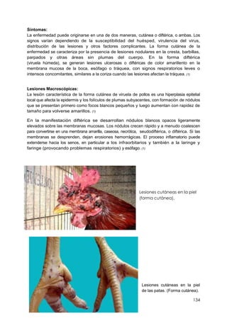 134
Síntomas:
La enfermedad puede originarse en una de dos maneras, cutánea o diftérica, o ambas. Los
signos varían dependiendo de la susceptibilidad del huésped, virulencia del virus,
distribución de las lesiones y otros factores complicantes. La forma cutánea de la
enfermedad se caracteriza por la presencia de lesiones nodulares en la cresta, barbillas,
parpados y otras áreas sin plumas del cuerpo. En la forma diftérica
(viruela húmeda), se generan lesiones ulcerosas o diftéricas de color amarillento en la
membrana mucosa de la boca, esófago o tráquea, con signos respiratorios leves o
intensos concomitantes, similares a la coriza cuando las lesiones afectan la tráquea. (1)
Lesiones Macroscópicas:
La lesión característica de la forma cutánea de viruela de pollos es una hiperplasia epitelial
local que afecta la epidermis y los folículos de plumas subyacentes, con formación de nódulos
que se presentan primero como focos blancos pequeños y luego aumentan con rapidez de
tamaño para volverse amarillos. (1)
En la manifestación diftérica se desarrollan nódulos blancos opacos ligeramente
elevados sobre las membranas mucosas. Los nódulos crecen rápido y a menudo coalescen
para convertirse en una membrana amarilla, caseosa, necrótica, seudodiftérica, o diftérica. Si las
membranas se desprenden, dejan erosiones hemorrágicas. El proceso inflamatorio puede
extenderse hacia los senos, en particular a los infraorbitarios y también a la laringe y
faringe (provocando problemas respiratorios) y esófago. (1)
Lesiones cutáneas en la piel
(forma cutánea).
Lesiones cutáneas en la piel
de las patas. (Forma cutánea).
 