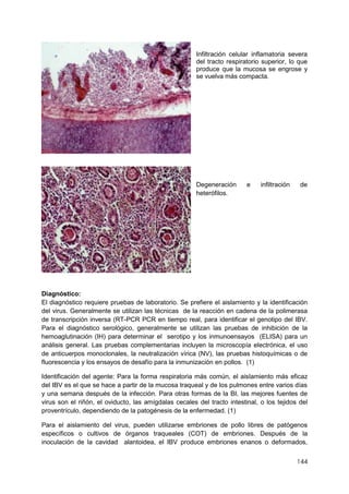 144
Infiltración celular inflamatoria severa
del tracto respiratorio superior, lo que
produce que la mucosa se engrose y
se vuelva más compacta.
Degeneración e infiltración de
heterófilos.
Diagnóstico:
El diagnóstico requiere pruebas de laboratorio. Se prefiere el aislamiento y la identificación
del virus. Generalmente se utilizan las técnicas de la reacción en cadena de la polimerasa
de transcripción inversa (RT-PCR PCR en tiempo real, para identificar el genotipo del IBV.
Para el diagnóstico serológico, generalmente se utilizan las pruebas de inhibición de la
hemoaglutinación (IH) para determinar el serotipo y los inmunoensayos (ELISA) para un
análisis general. Las pruebas complementarias incluyen la microscopía electrónica, el uso
de anticuerpos monoclonales, la neutralización vírica (NV), las pruebas histoquímicas o de
fluorescencia y los ensayos de desafío para la inmunización en pollos. (1)
Identificación del agente: Para la forma respiratoria más común, el aislamiento más eficaz
del IBV es el que se hace a partir de la mucosa traqueal y de los pulmones entre varios días
y una semana después de la infección. Para otras formas de la BI, las mejores fuentes de
virus son el riñón, el oviducto, las amígdalas cecales del tracto intestinal, o los tejidos del
proventrículo, dependiendo de la patogénesis de la enfermedad. (1)
Para el aislamiento del virus, pueden utilizarse embriones de pollo libres de patógenos
específicos o cultivos de órganos traqueales (COT) de embriones. Después de la
inoculación de la cavidad alantoidea, el IBV produce embriones enanos o deformados,
 