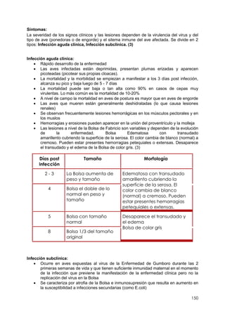 150
Síntomas:
La severidad de los signos clínicos y las lesiones dependen de la virulencia del virus y del
tipo de ave (ponedoras o de engorde) y el sitema inmune del ave afectada. Se divide en 2
tipos: Infección aguda clínica, Infección subclínica. (3)
Infección aguda clínica:
 Rápido desarrollo de la enfermedad
 Las aves infectadas están deprimidas, presentan plumas erizadas y aparecen
picoteadas (picotear sus propias cloacas).
 La mortalidad y la morbilidad se empiezan a manifestar a los 3 días post infección,
alcanza su pico y baja luego de 5 - 7 días
 La mortalidad puede ser baja o tan alta como 90% en casos de cepas muy
virulentas. Lo más común es la mortalidad de 10-20%
 A nivel de campo la mortalidad en aves de postura es mayor que en aves de engorde
 Las aves que mueren están generalmente deshidratadas (lo que causa lesiones
renales)
 Se observan frecuentemente lesiones hemorrágicas en los músculos pectorales y en
los muslos
 Hemorragias y erosiones pueden aparecer en la unión del proventrículo y la molleja
 Las lesiones a nivel de la Bolsa de Fabricio son variables y dependen de la evolución
de la enfermedad. Bolsa Edematosa con transudado
amarillento cubriendo la superficie de la serosa. El color cambia de blanco (normal) a
cremoso. Pueden estar presentes hemorragias petequiales o extensas. Desaparece
el transudado y el edema de la Bolsa de color gris. (3)
Días post
infección
Tamaño Morfología
2 - 3 La Bolsa aumenta de
peso y tamaño
Edematosa con transudado
amarillento cubriendo la
superficie de la serosa. El
color cambia de blanco
(normal) a cremoso. Pueden
estar presentes hemorragias
petequiales o extensas.
4 Bolsa el doble de lo
normal en peso y
tamaño
5 Bolsa con tamaño
normal
Desaparece el transudado y
el edema
Bolsa de color gris
8 Bolsa 1/3 del tamaño
original
Infección subclínica:
 Ocurre en aves expuestas al virus de la Enfermedad de Gumboro durante las 2
primeras semanas de vida y que tienen suficiente inmunidad maternal en el momento
de la infección que previene la manifestación de la enfermedad clínica pero no la
replicación del virus en la Bolsa
 Se caracteriza por atrofia de la Bolsa e inmunosupresión que resulta en aumento en
la susceptibilidad a infecciones secundarias (como E.coli)
 